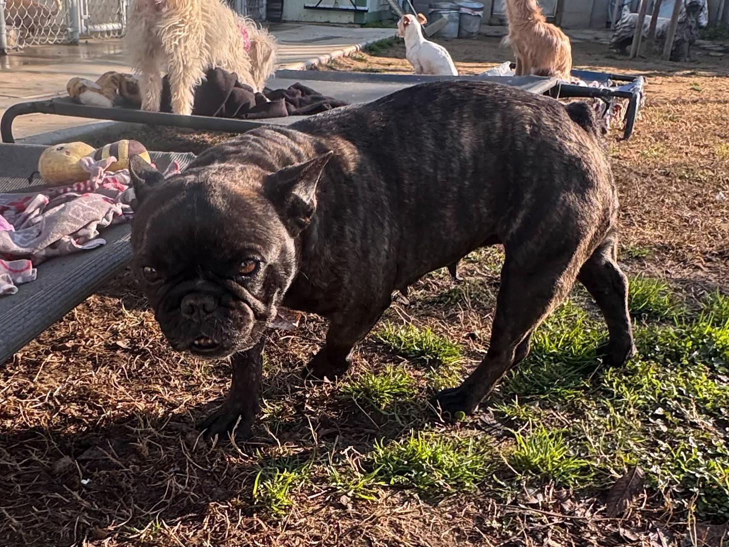 VIOLA , a Adoptable French Bulldog in Fresno, CA image 5/6