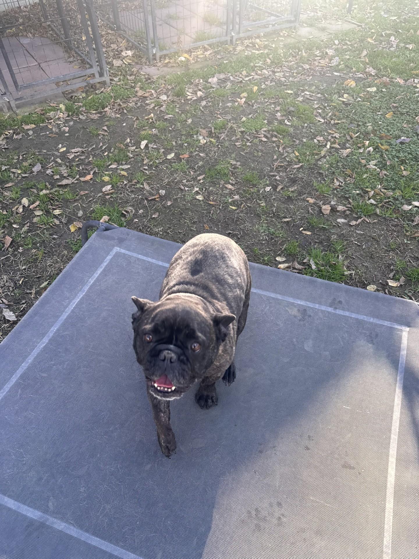 VIOLA , Adoptable, Adult Female French Bulldog.