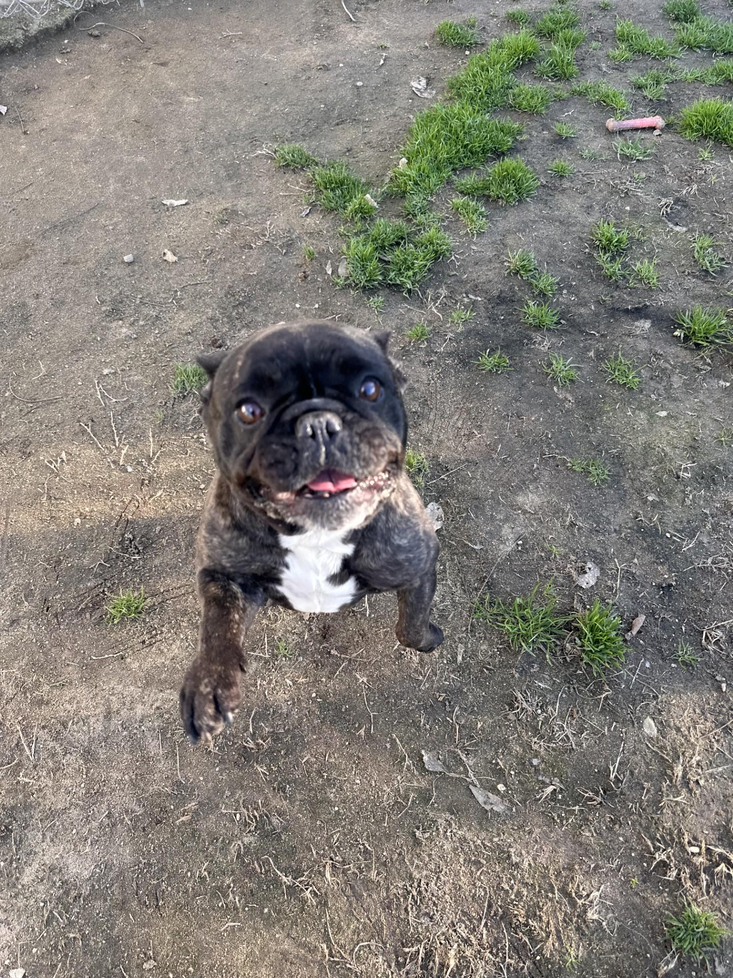 VIOLA , a Adoptable French Bulldog in Fresno, CA image 4/6