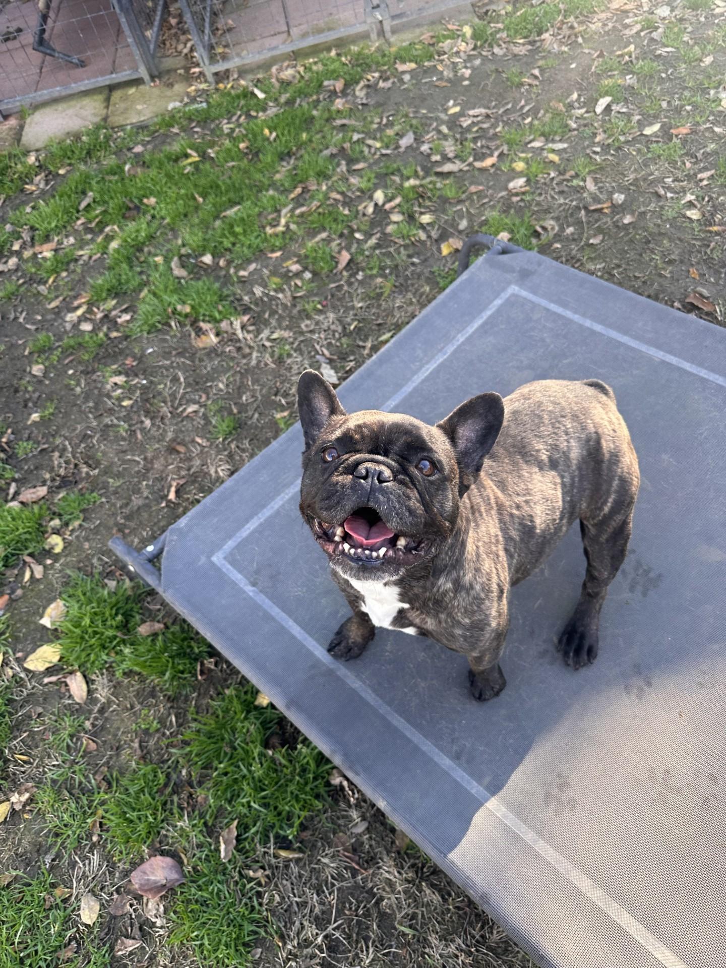 VIOLA , a Adoptable French Bulldog in Fresno, CA image 3/6
