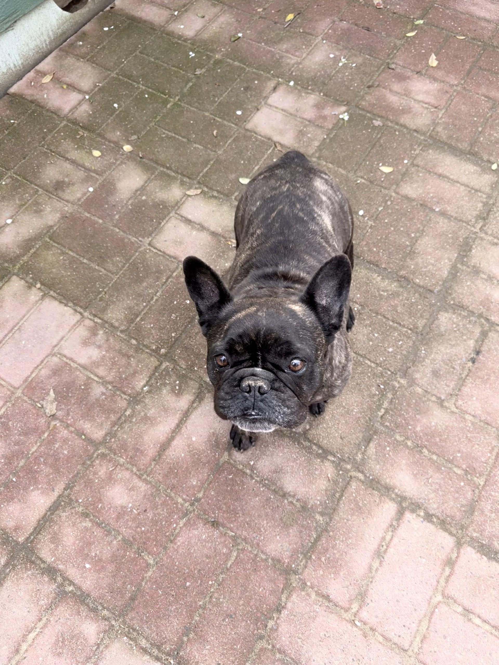 VIOLA , a Adoptable French Bulldog in Fresno, CA image 6/6