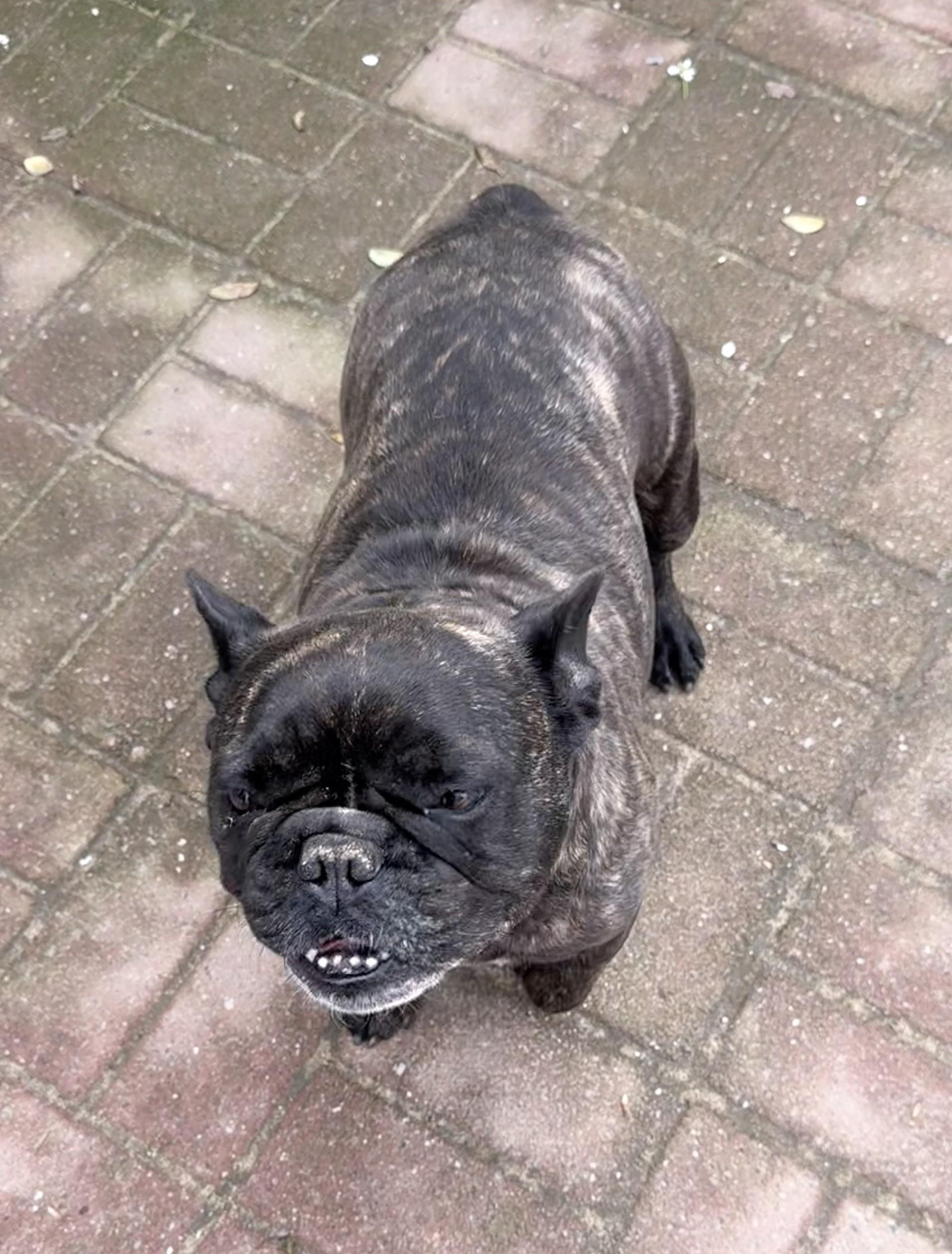 VIOLA , Adoptable, Adult Female French Bulldog.