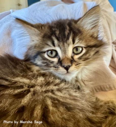Earl Grey, Adopted, Kitten Male Maine Coon & Domestic Medium Hair.
