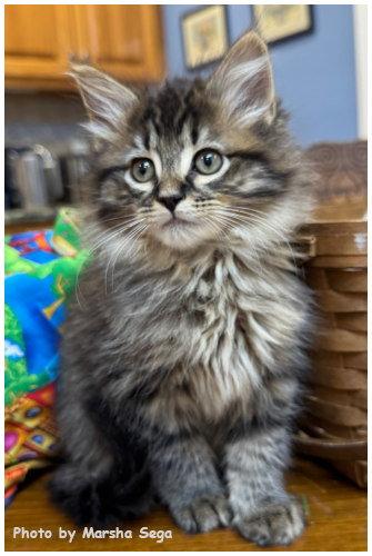 Enlarge Earl Grey, a Adopted mixed breed in Oak Ridge, TN image 2/3