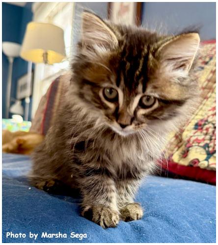 Enlarge Earl Grey, a Adopted mixed breed in Oak Ridge, TN image 3/3