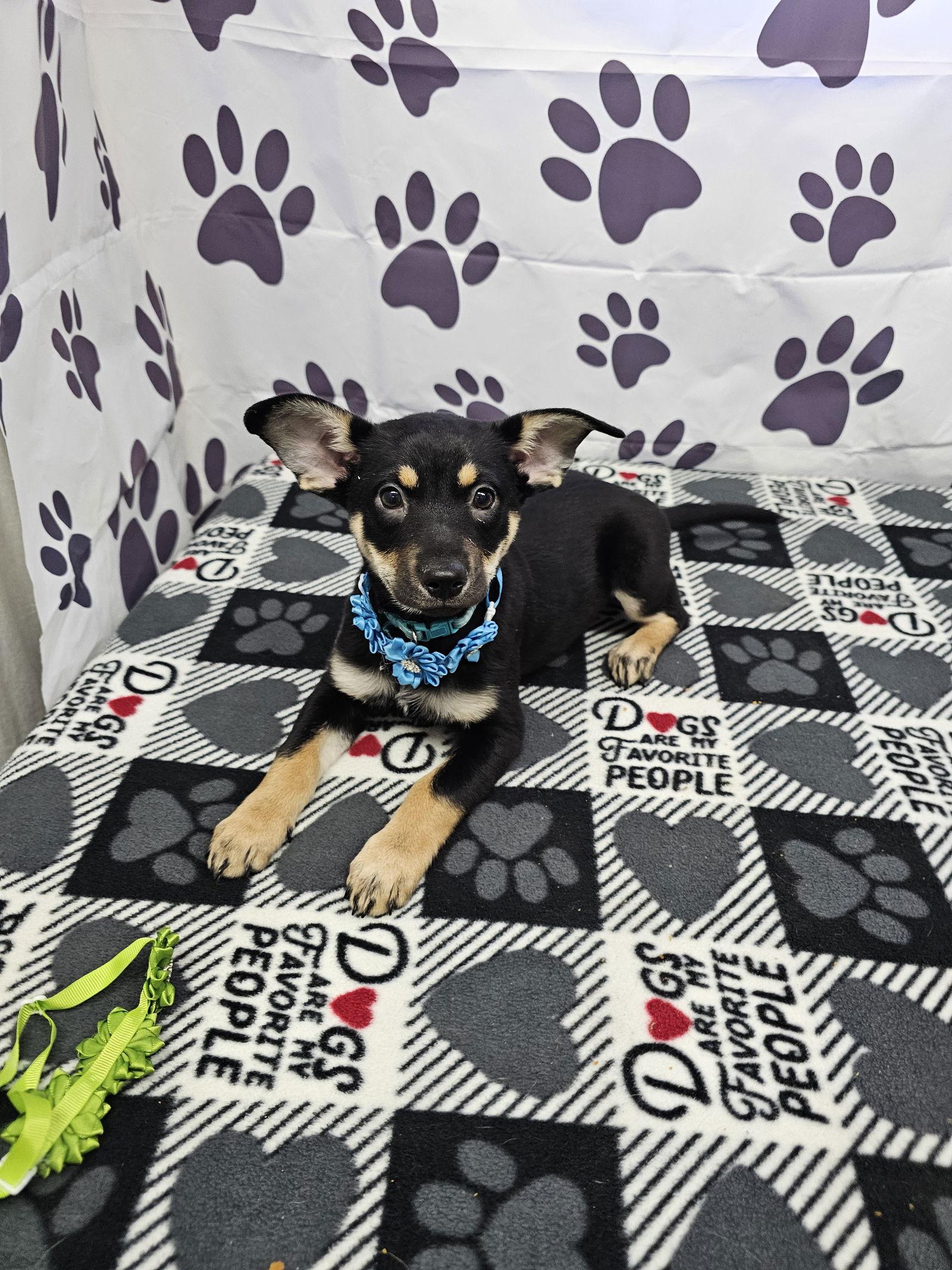 Fantasy, Adopted, Young Female Miniature Pinscher & Chihuahua.