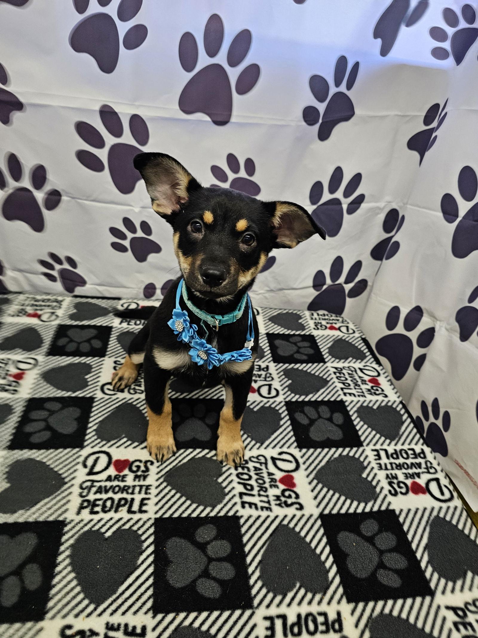 Enlarge Fantasy, a Adopted mixed breed in Metairie, LA image 2/2