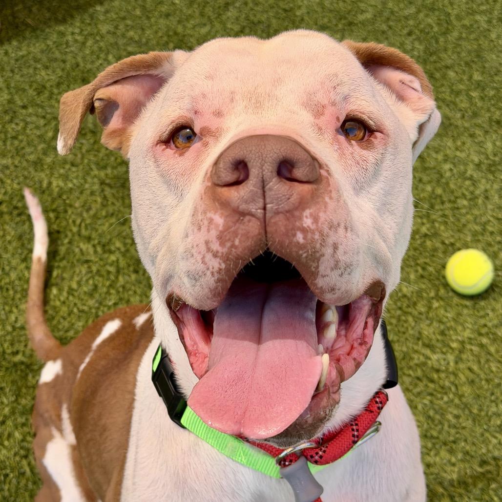 Zeus, Adoptable, Adult Male Mixed Breed.