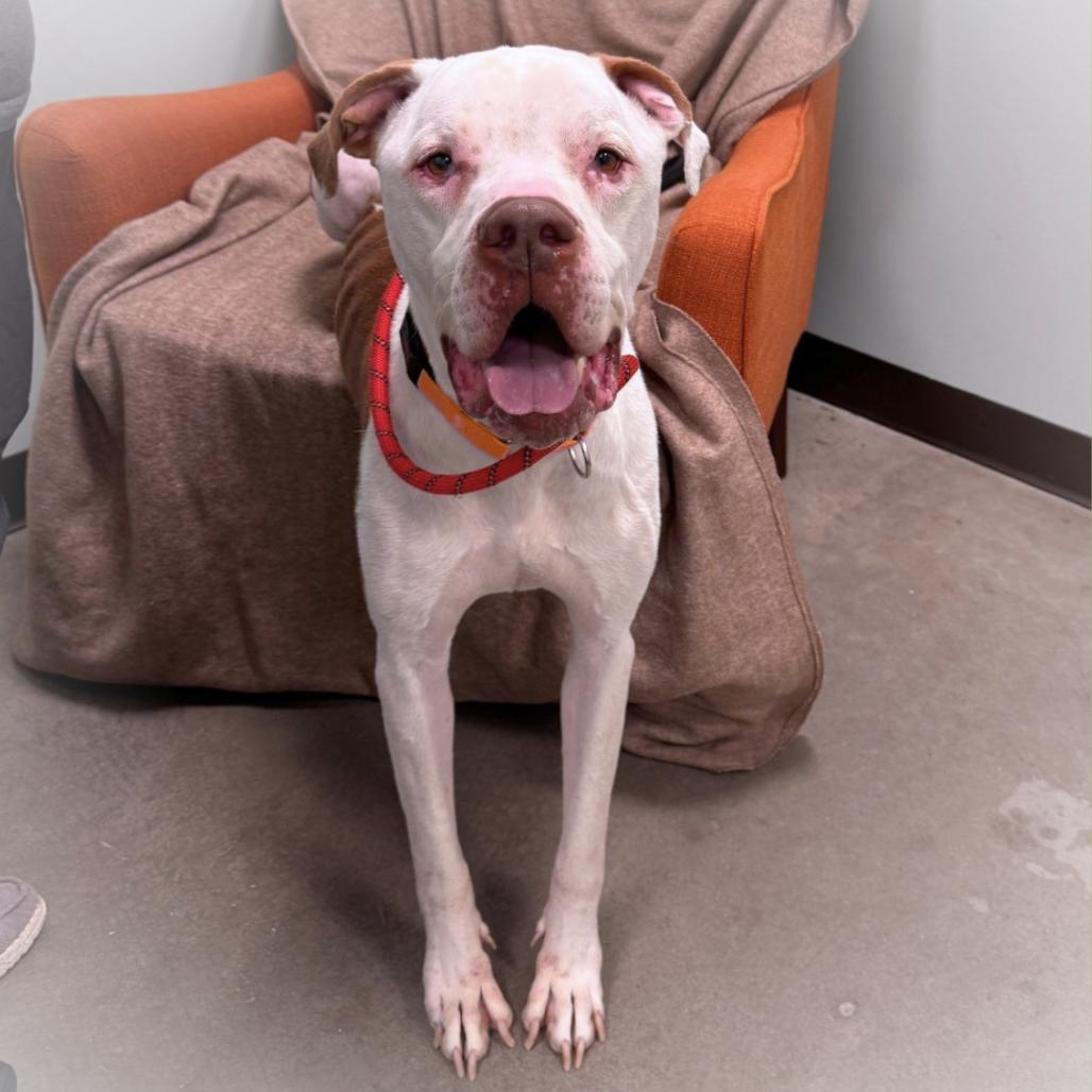 Zeus, a Adoptable Mixed Breed in Washington Township, OH image 2/5