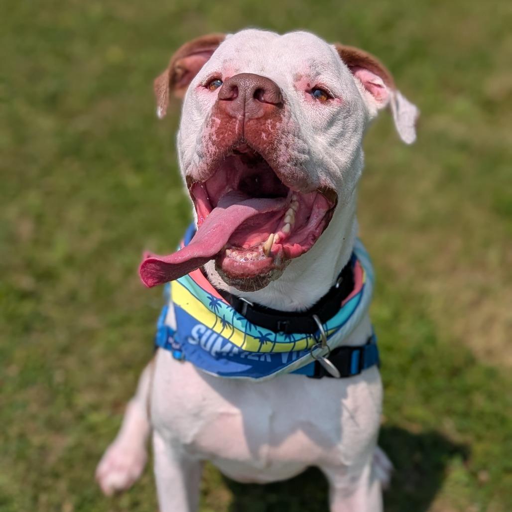 Zeus, a Adoptable Mixed Breed in Washington Township, OH image 3/5