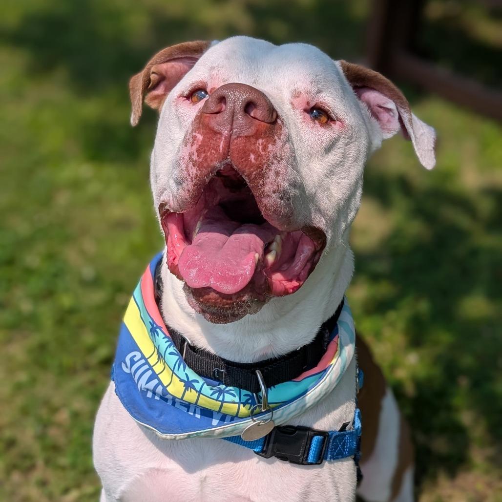 Zeus, a Adoptable Mixed Breed in Washington Township, OH image 4/5