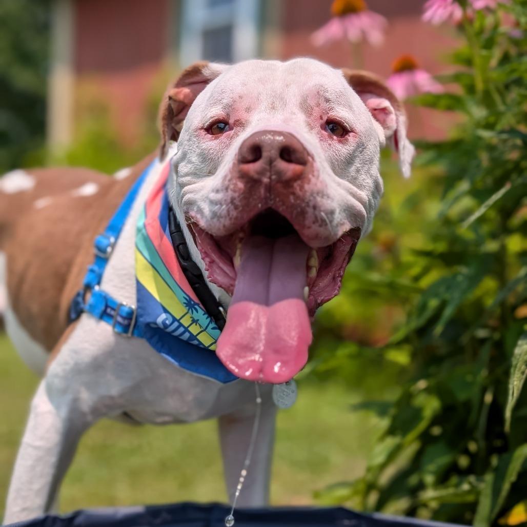 Zeus, a Adoptable Mixed Breed in Washington Township, OH image 5/5