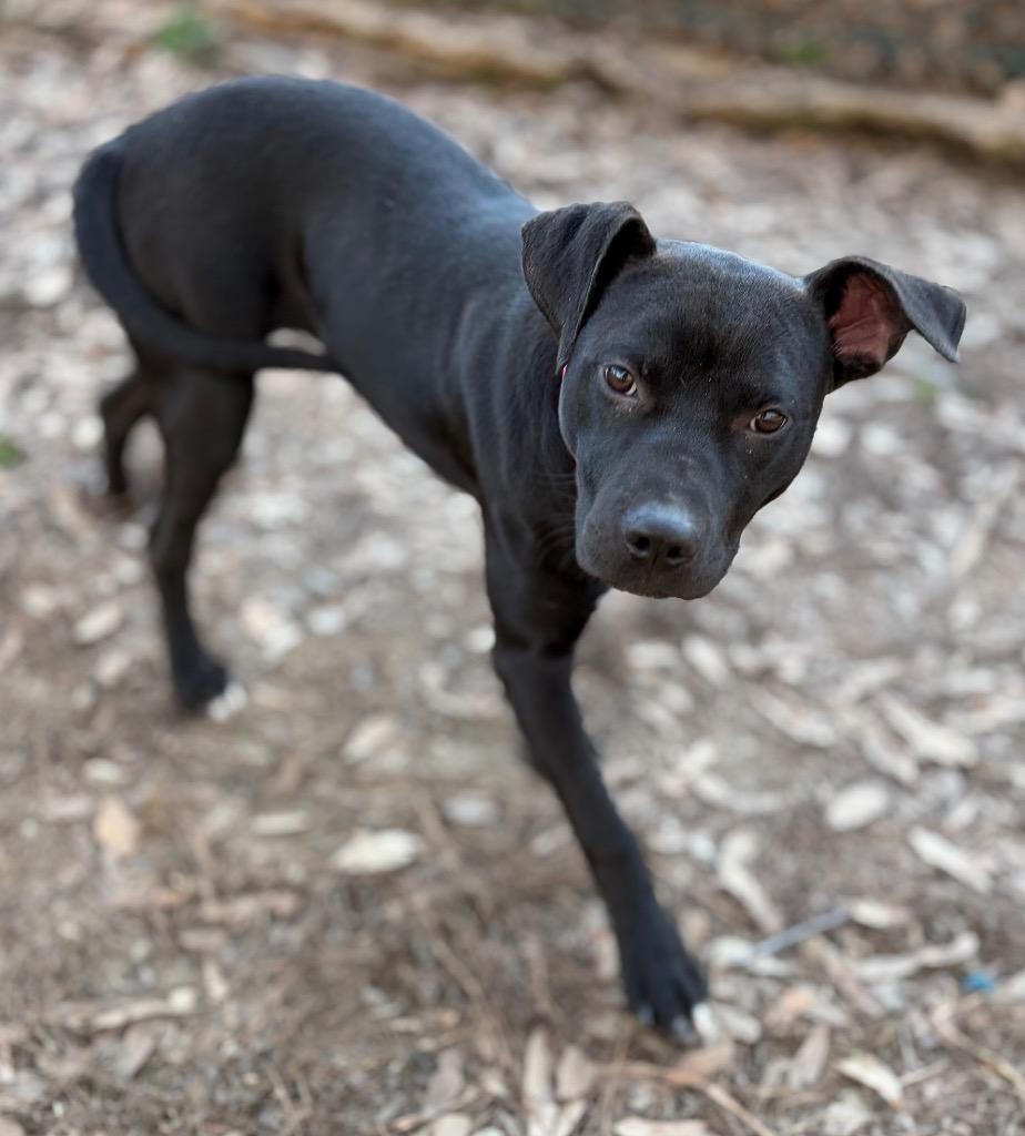 Enlarge Nora, a Adoptable mixed breed in Little Rock, AR image 2/3
