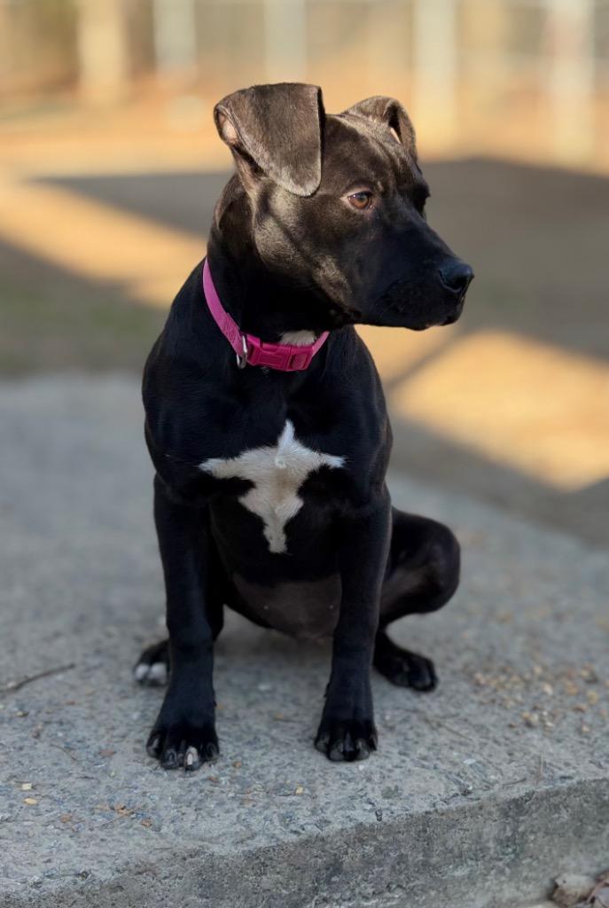 Enlarge Nora, a Adoptable mixed breed in Little Rock, AR image 3/3