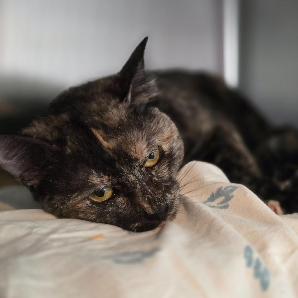 Enlarge Maddy, a Adoptable Domestic Short Hair in Allyn, WA image 1/1