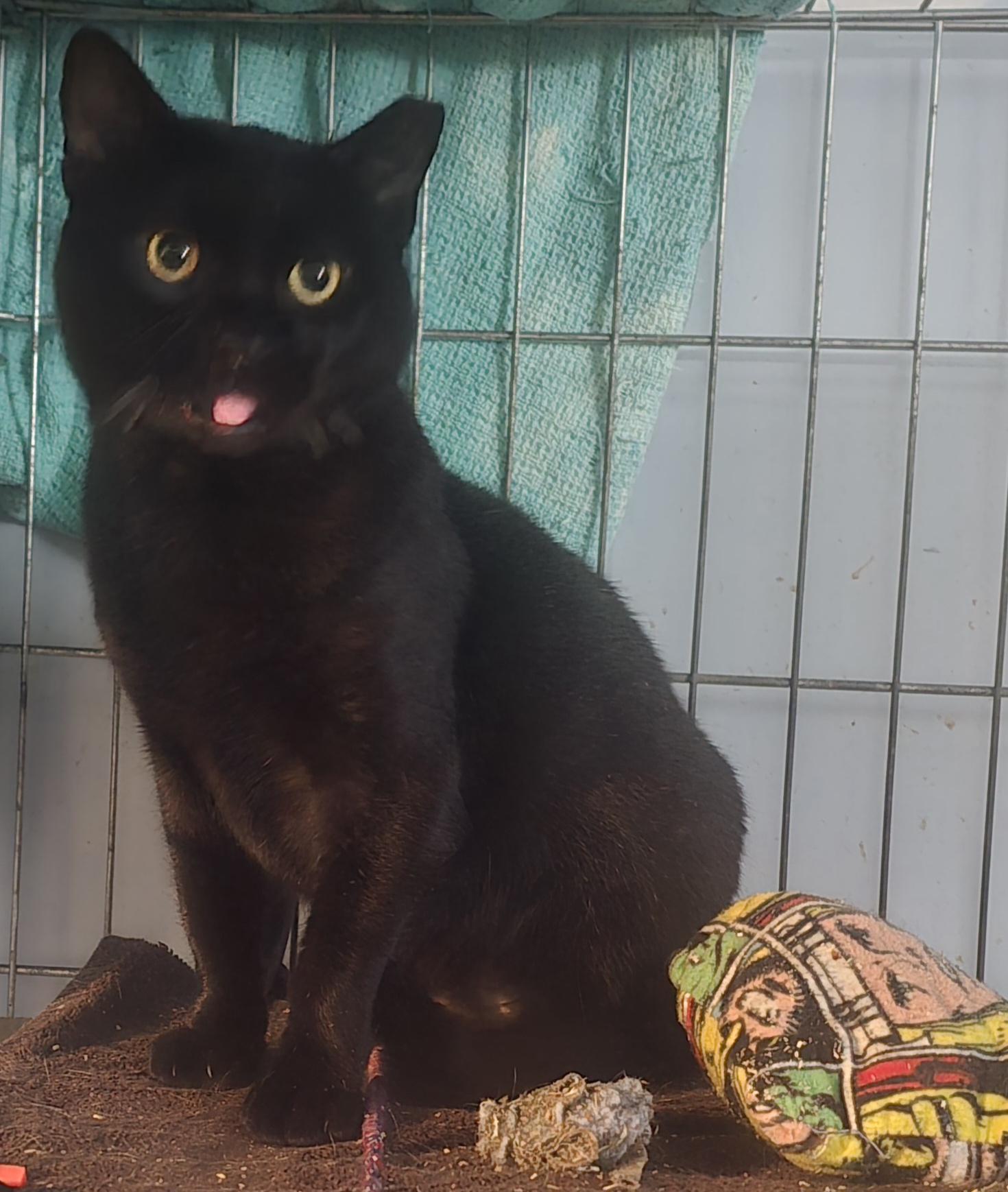 Enlarge Big Mike, a Adoptable Domestic Short Hair in Eastlake, OH image 2/4