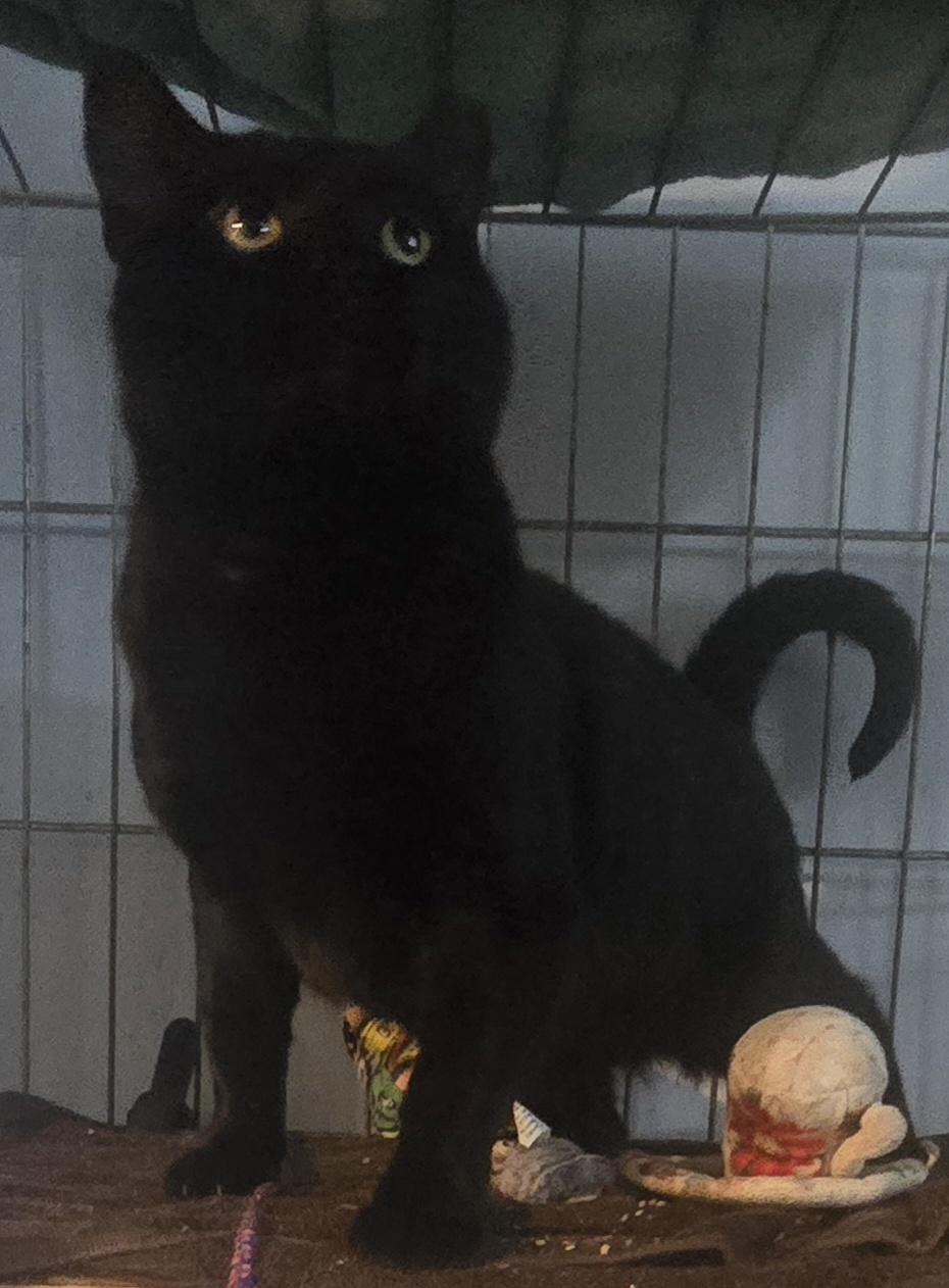 Enlarge Big Mike, a Adoptable Domestic Short Hair in Eastlake, OH image 4/4