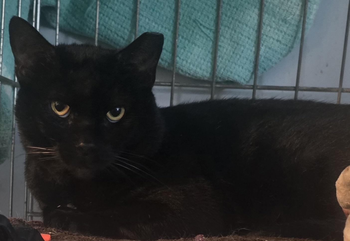 Big Mike, Adoptable, Adult Male Domestic Short Hair.