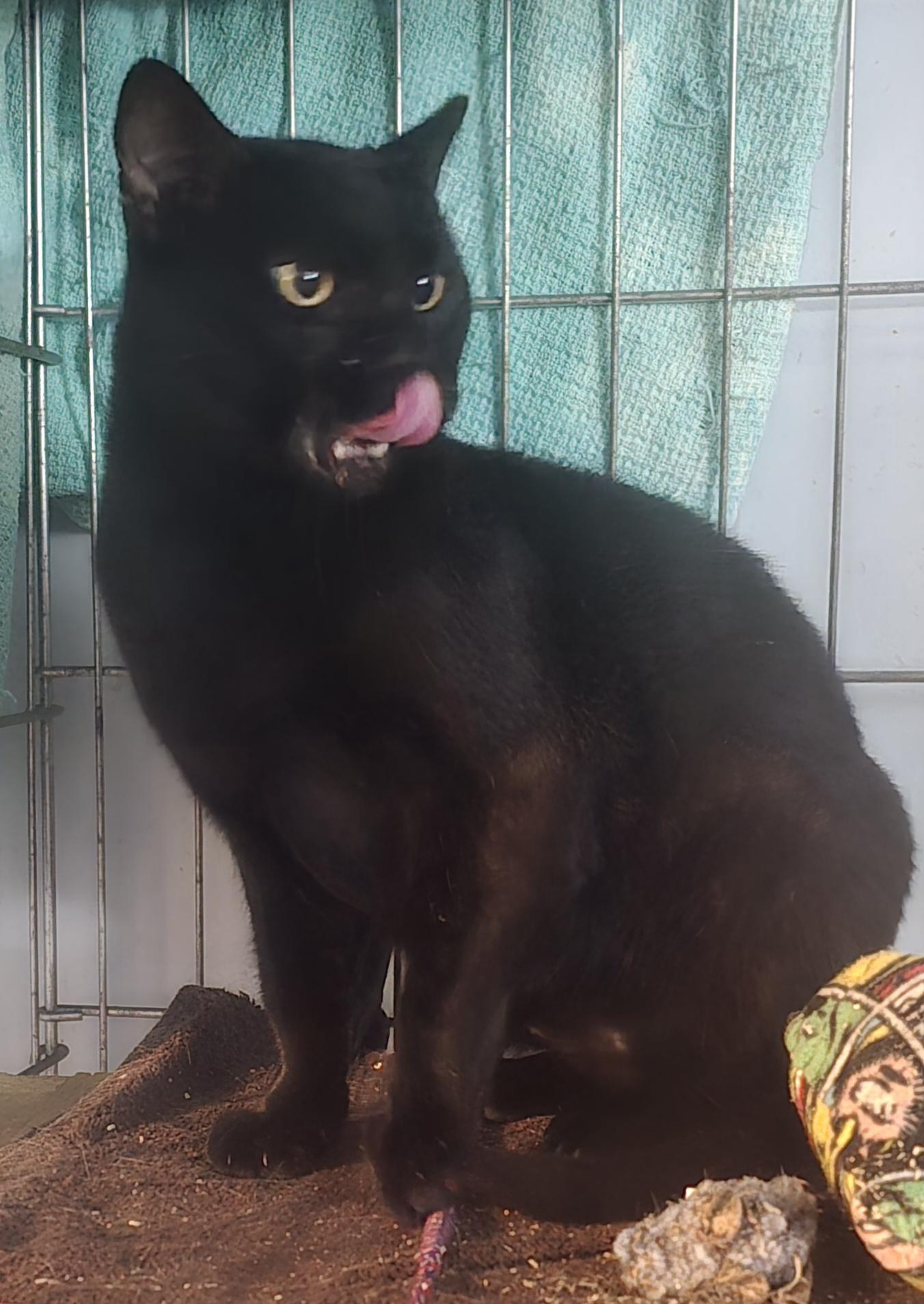 Enlarge Big Mike, a Adoptable Domestic Short Hair in Eastlake, OH image 3/4