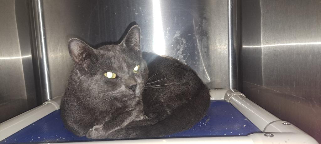 Enlarge Pewter, a Adoptable mixed breed in Virginia, MN image 1/1