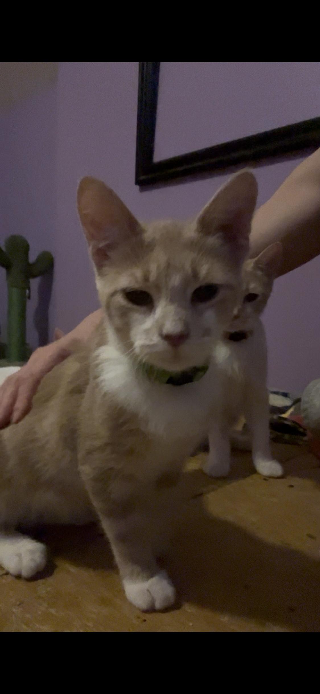 Basil, ADOPTABLE, Kitten Male Turkish Angora & Tabby.