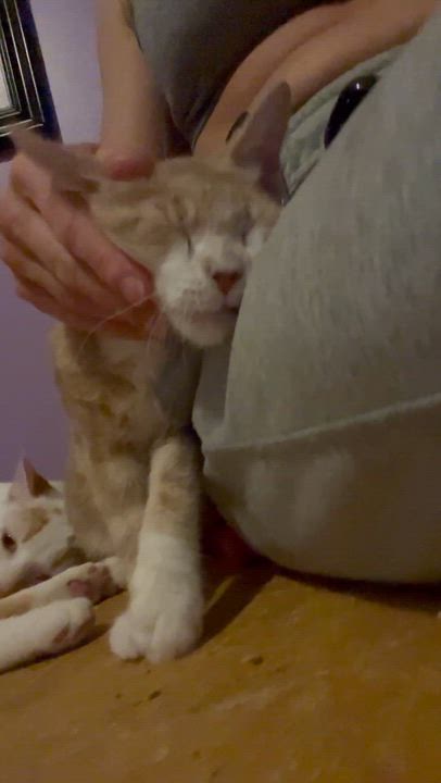 Enlarge Basil, a ADOPTABLE mixed breed in Newark valley, NY video 3/5