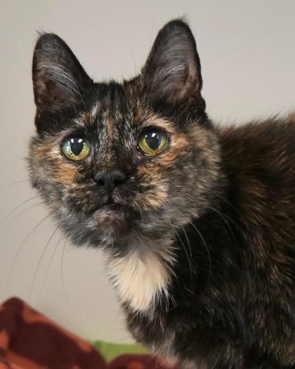 Fawn (in foster) — thumbnail 2