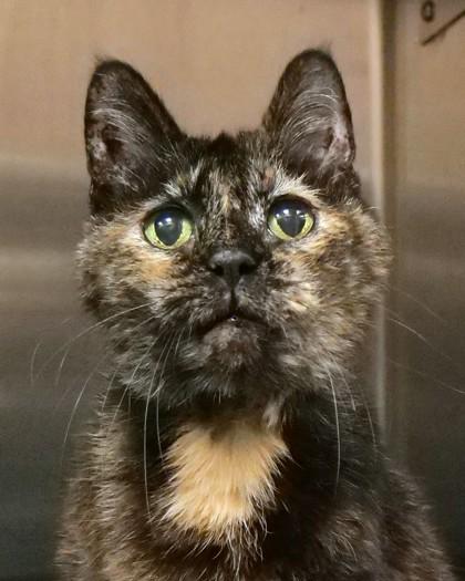 Fawn (in foster) — thumbnail 3