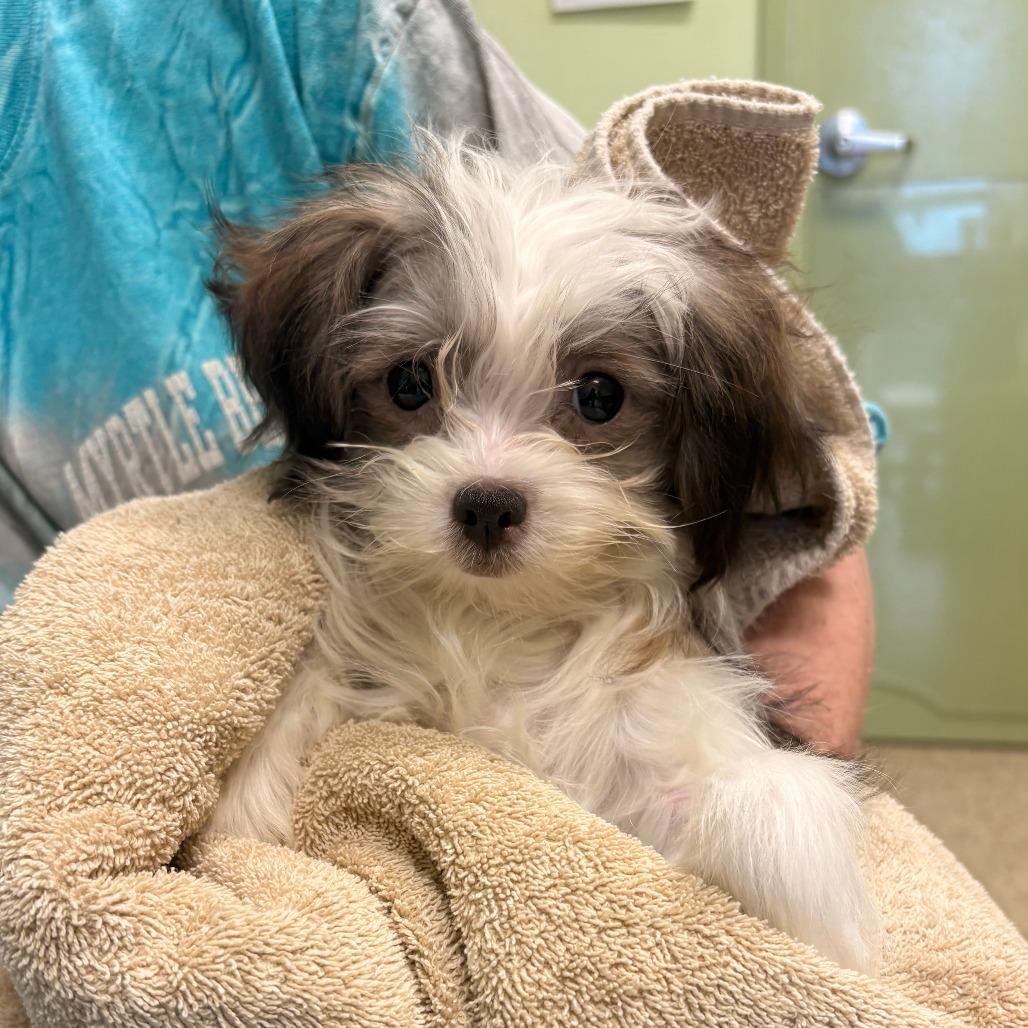 Jellybean, Adoptable, Young Female Mixed Breed & Mixed Breed.