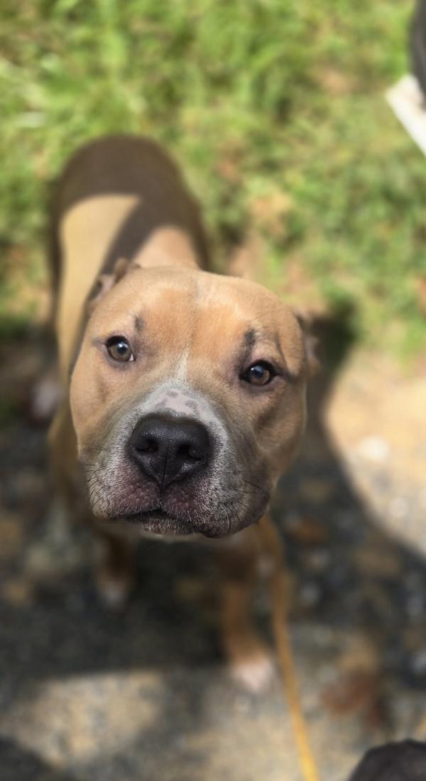 Cassius, Adoptable, Adult Male Pit Bull Terrier.