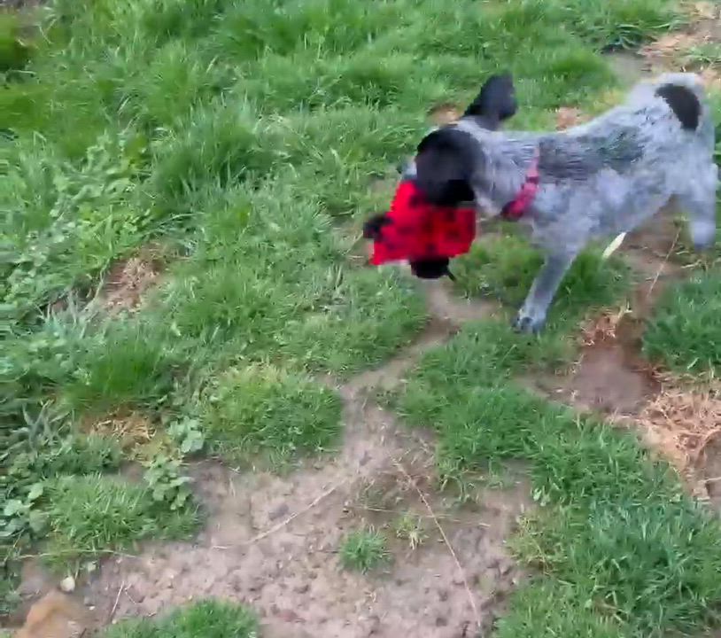 Enlarge Emmy, an adopted Mixed Breed in Highland, NY video 2/2