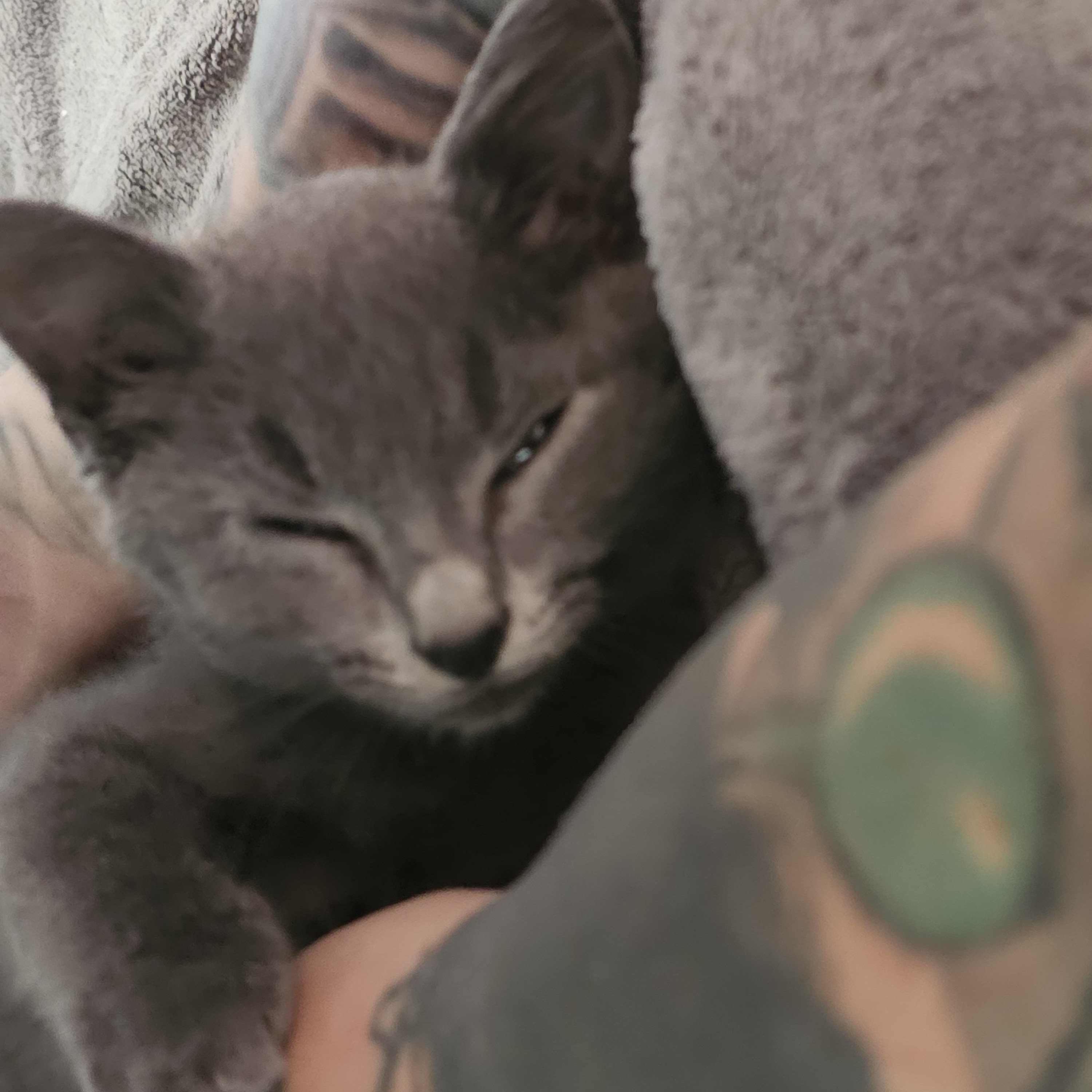 Remi, ADOPTABLE, Kitten Male Russian Blue.