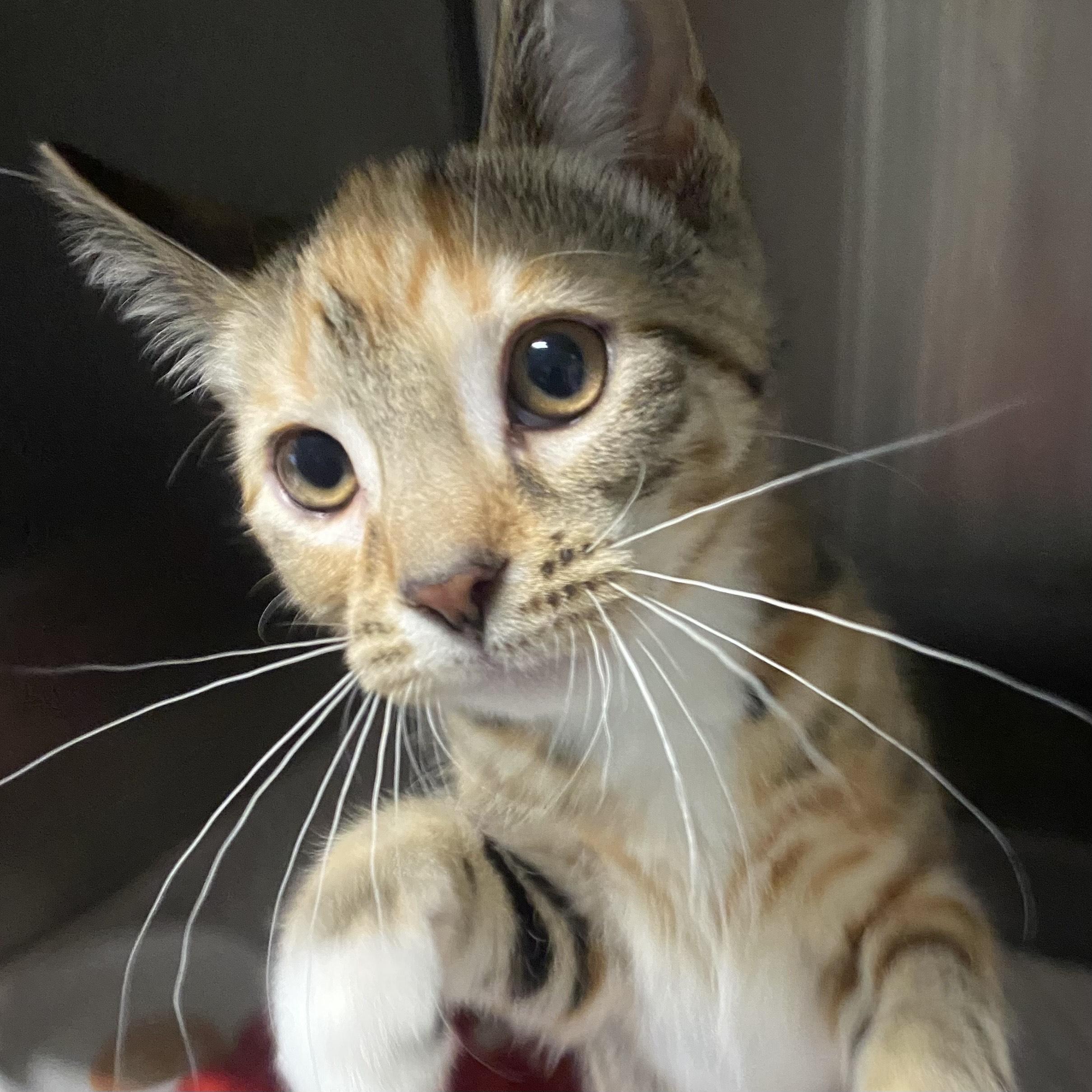 Coraline, Young Female Domestic Short Hair