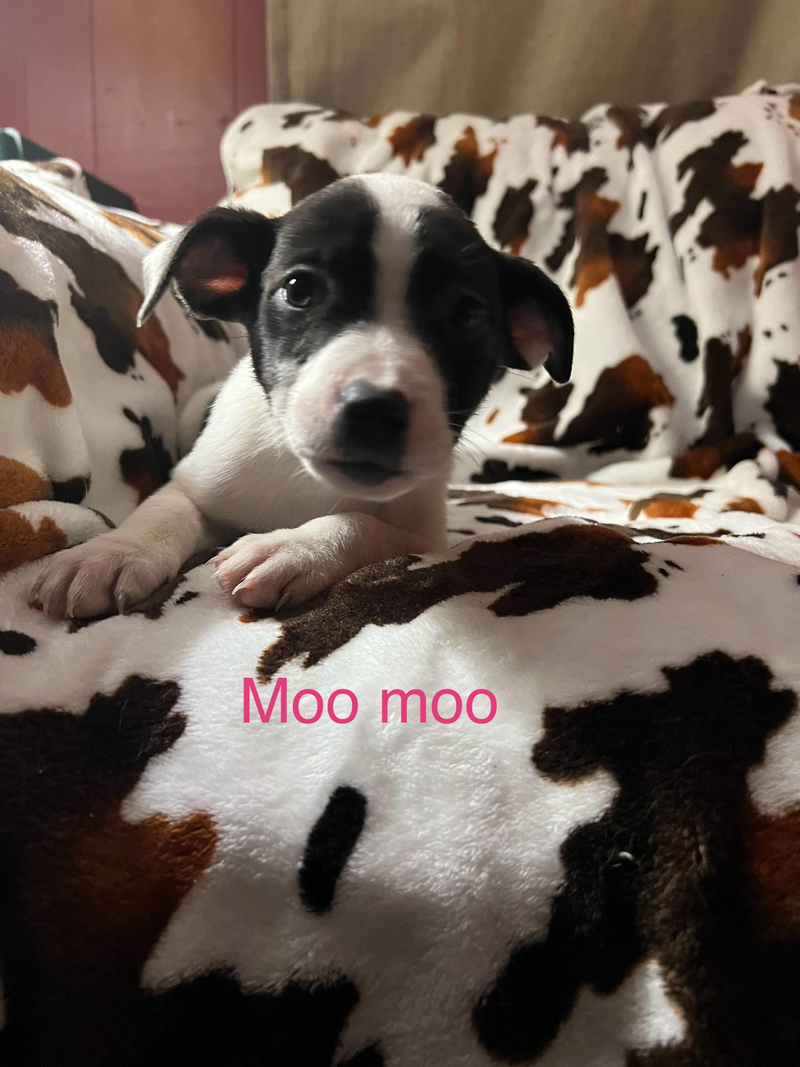 Moo moo, a Adoptable mixed breed in Davisburg, MI image 1/4