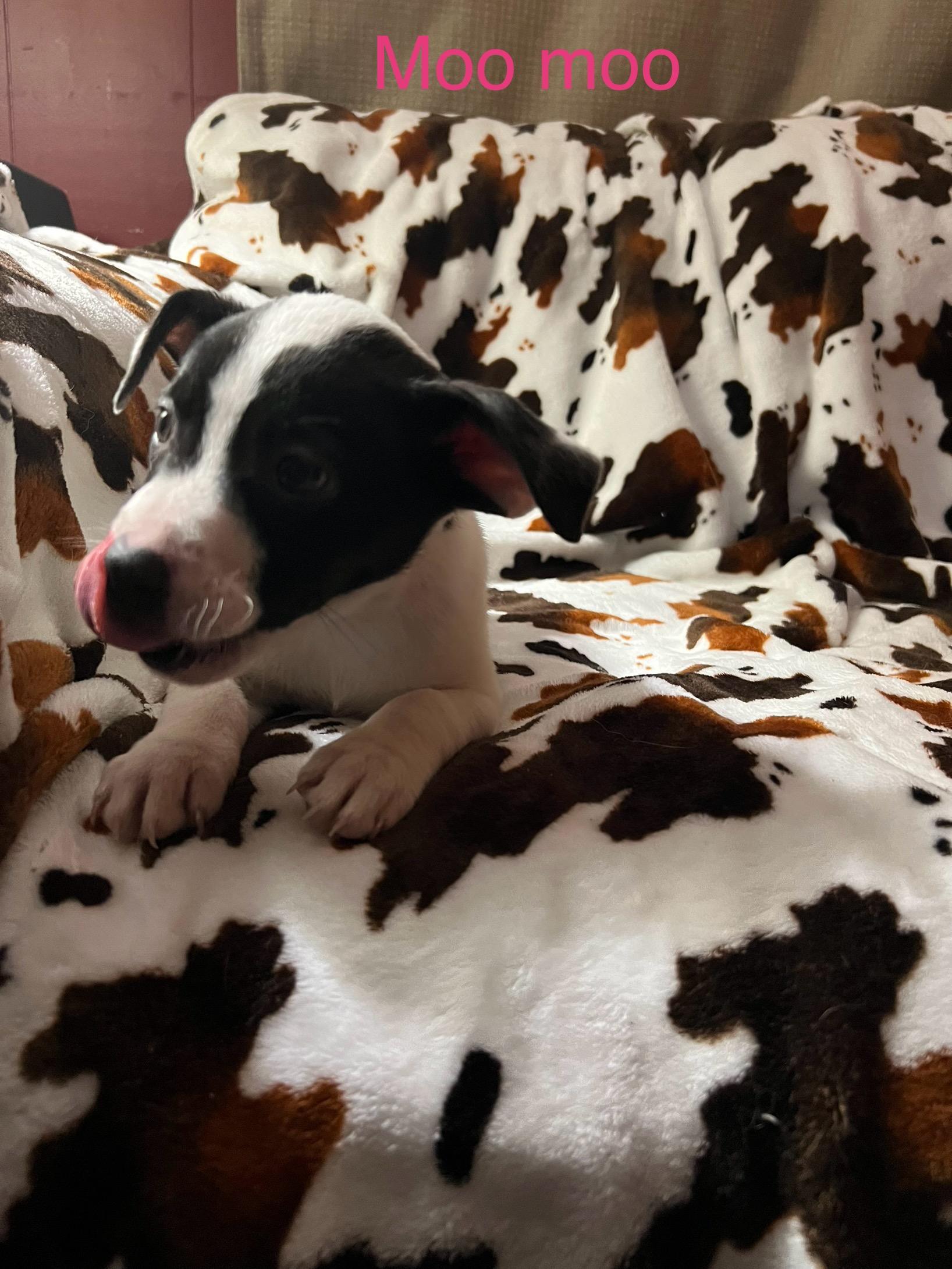 Moo moo, a Adoptable mixed breed in Davisburg, MI image 2/4