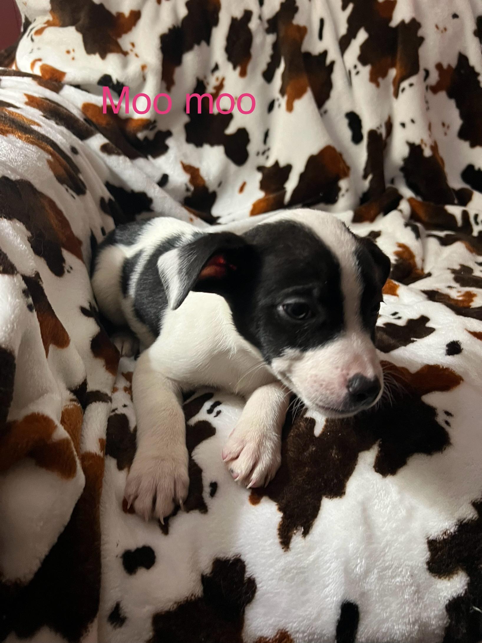 Moo moo, a Adoptable mixed breed in Davisburg, MI image 3/4