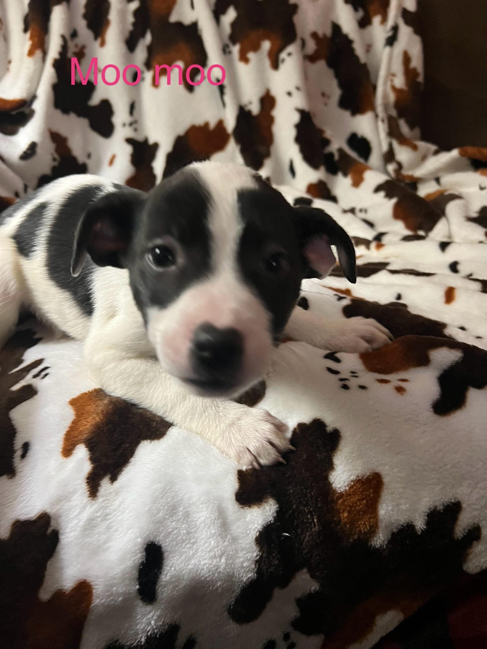 Moo moo, a Adoptable mixed breed in Davisburg, MI image 4/4