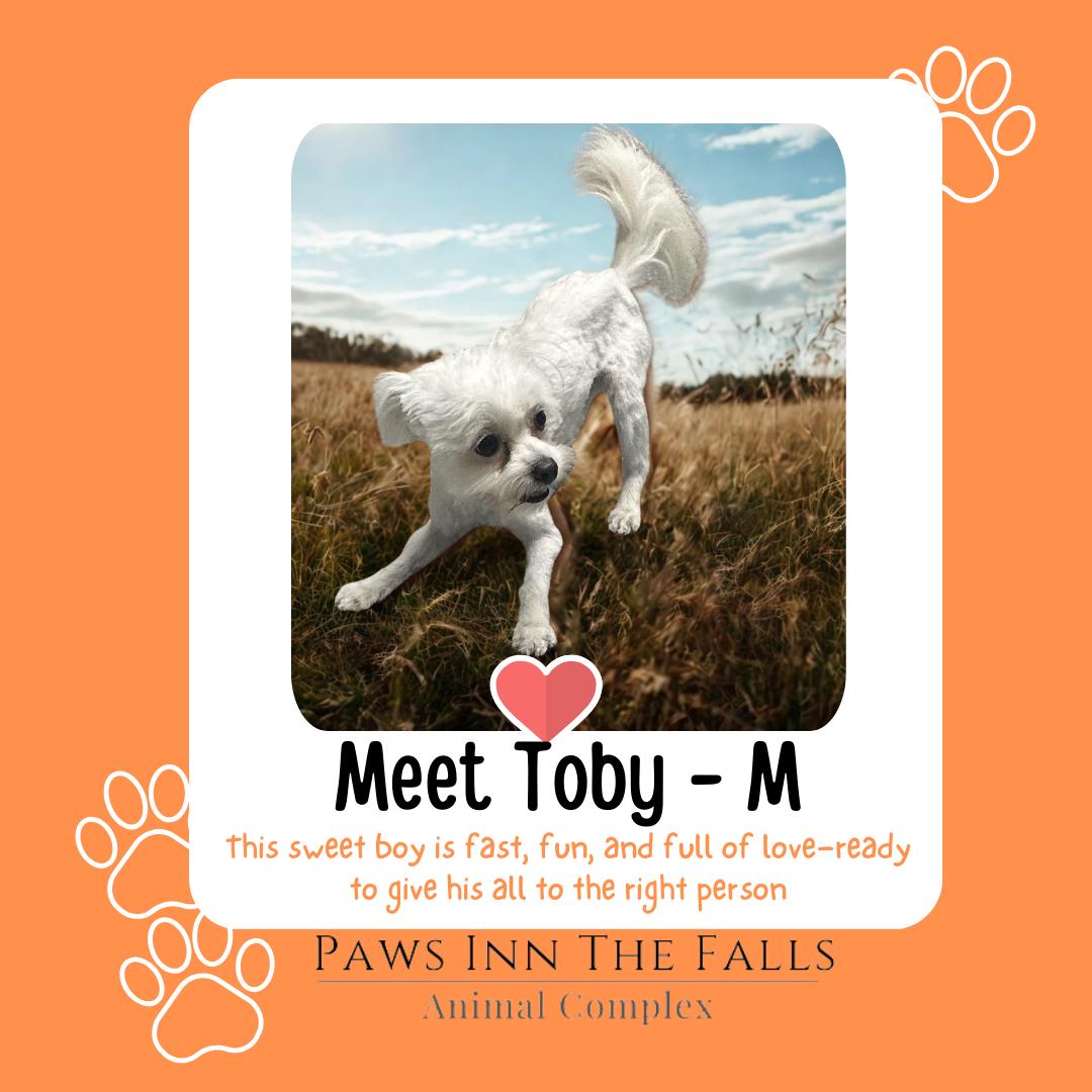 Enlarge Toby, a ADOPTABLE mixed breed in Wheatfield, NY image 1/1