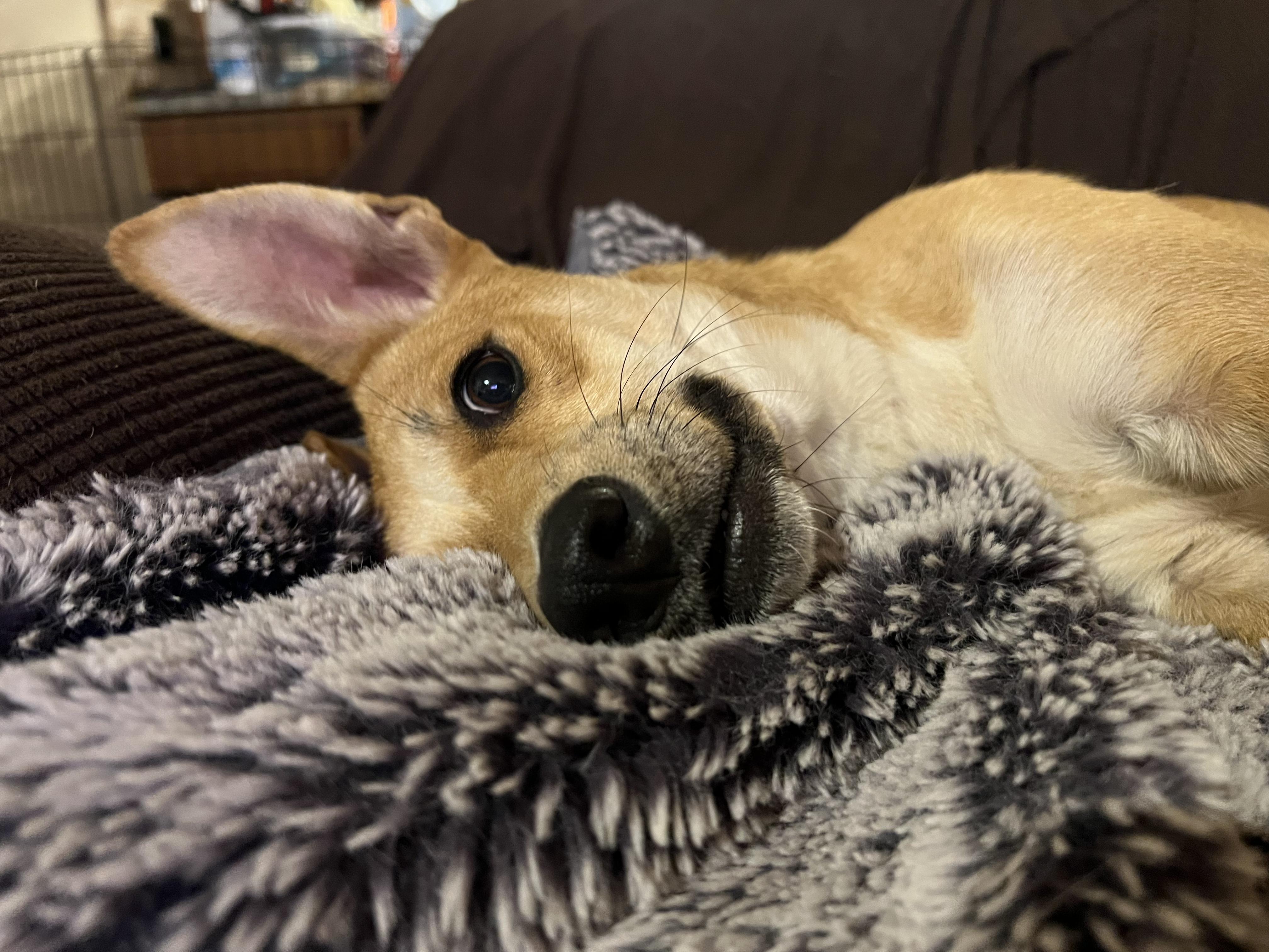 Outlaw, a Adoptable Mixed Breed in Peoria, AZ image 3/3