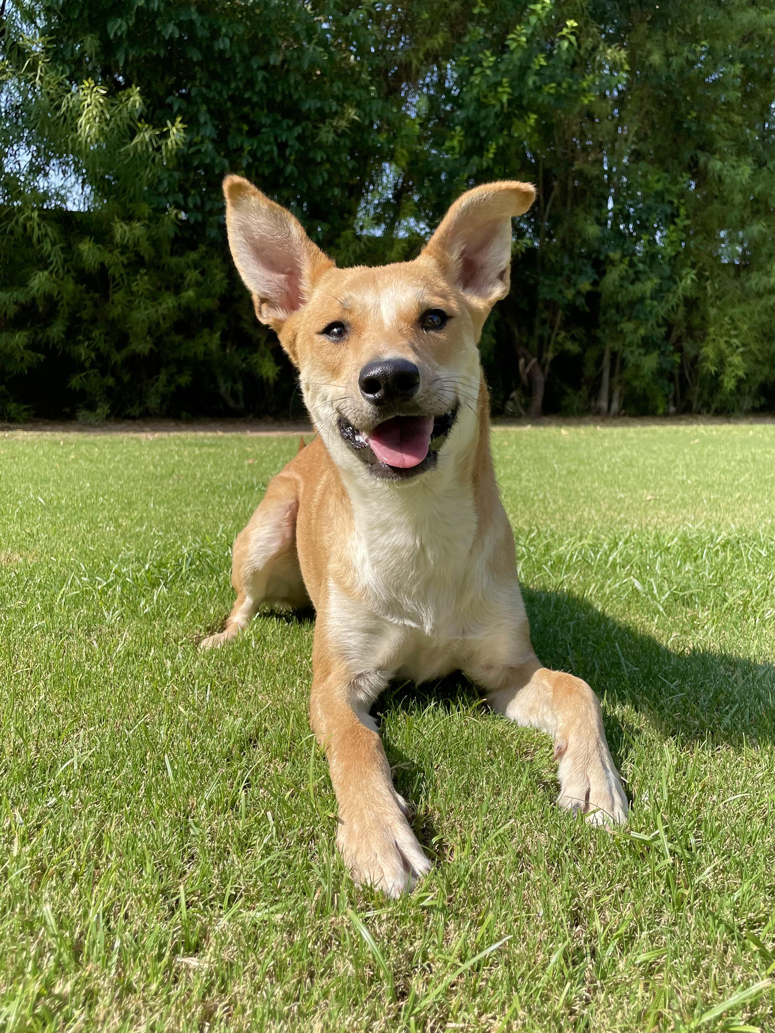 Outlaw, a Adoptable Mixed Breed in Peoria, AZ image 2/3