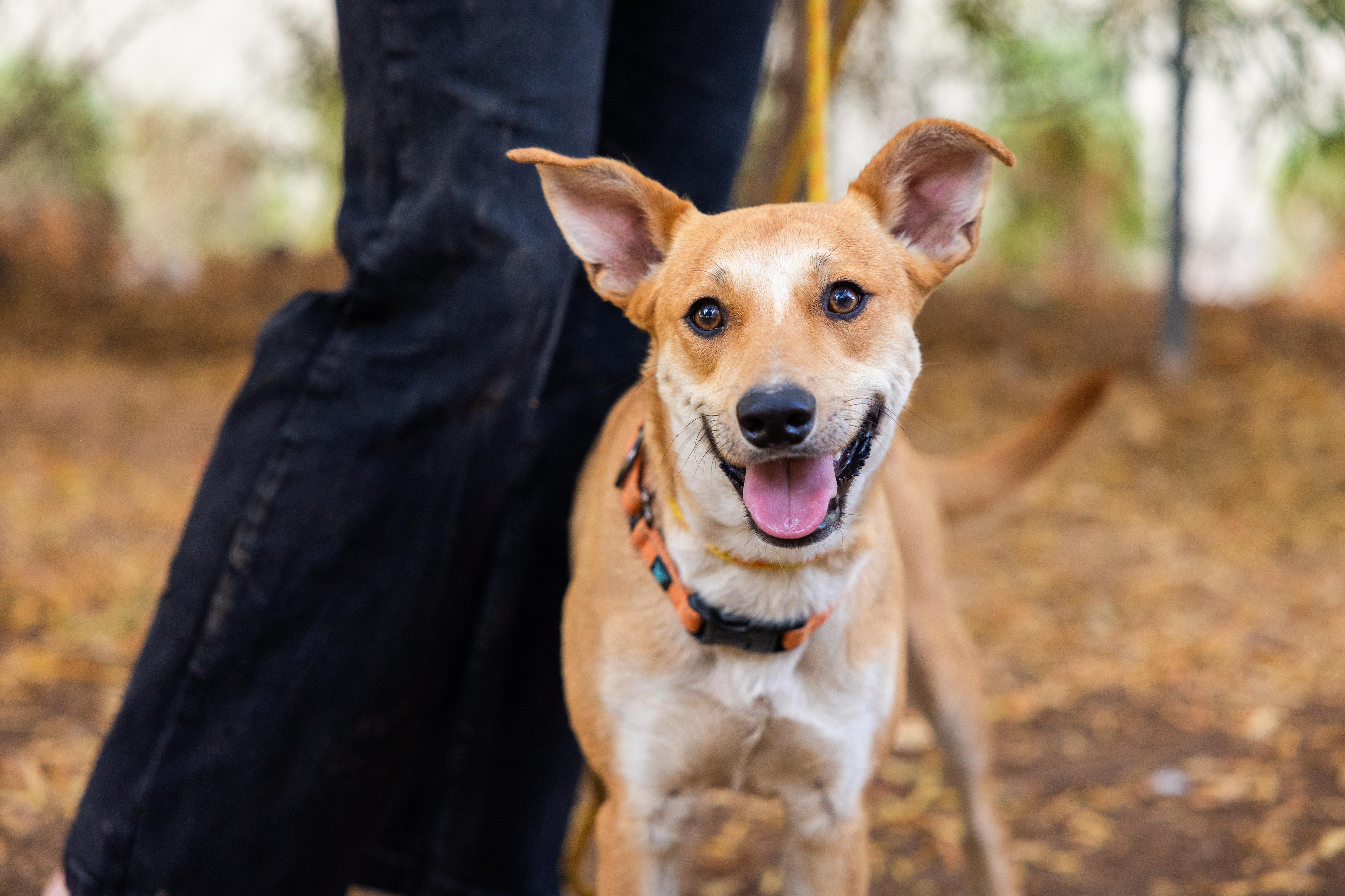 Outlaw, Adoptable, Adult Male Mixed Breed.