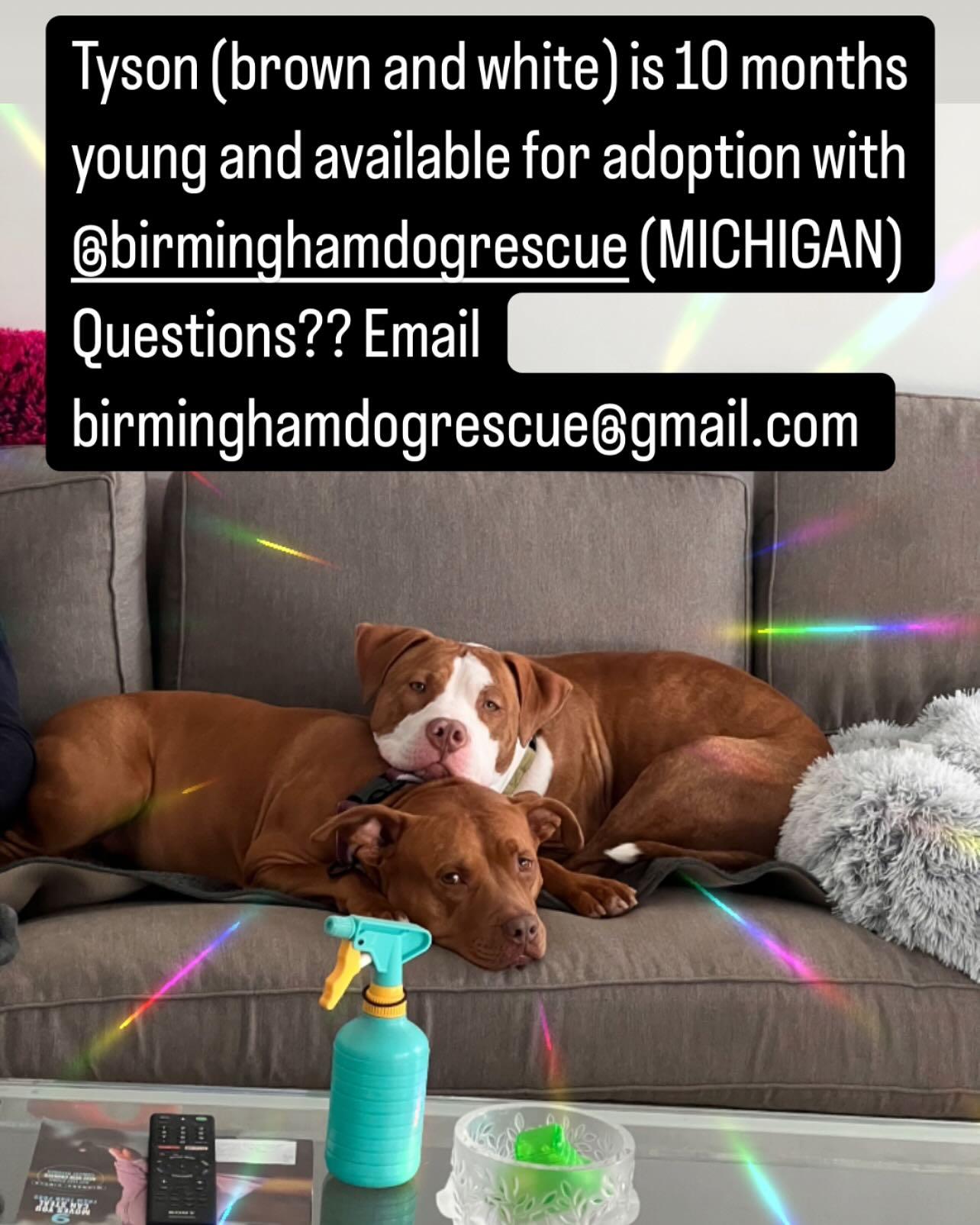 Tyson, a Adopted mixed breed in Bloomfield Hills, MI image 2/4