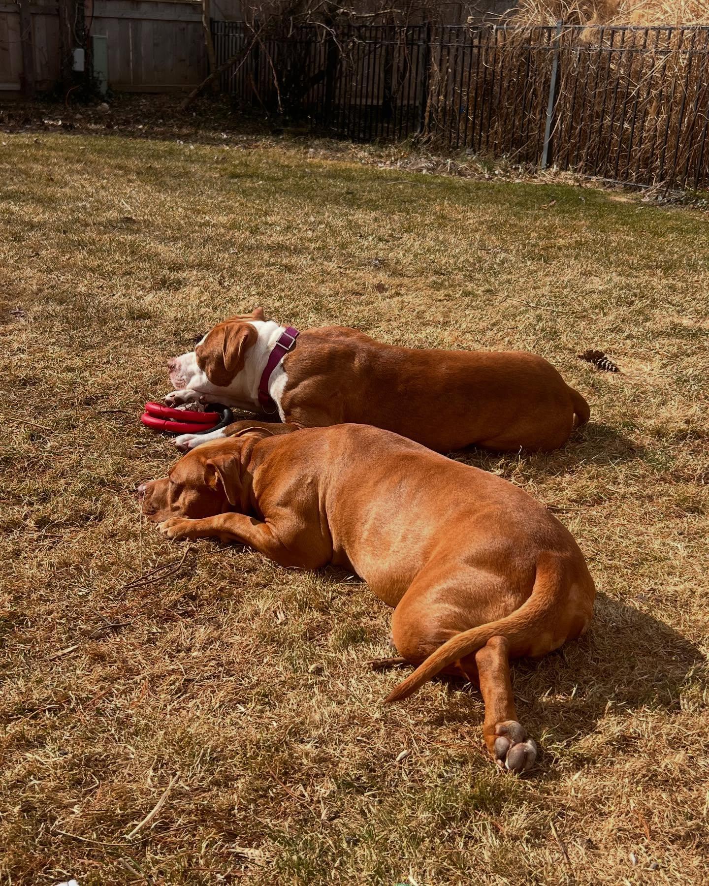 Tyson, a Adopted mixed breed in Bloomfield Hills, MI image 3/4