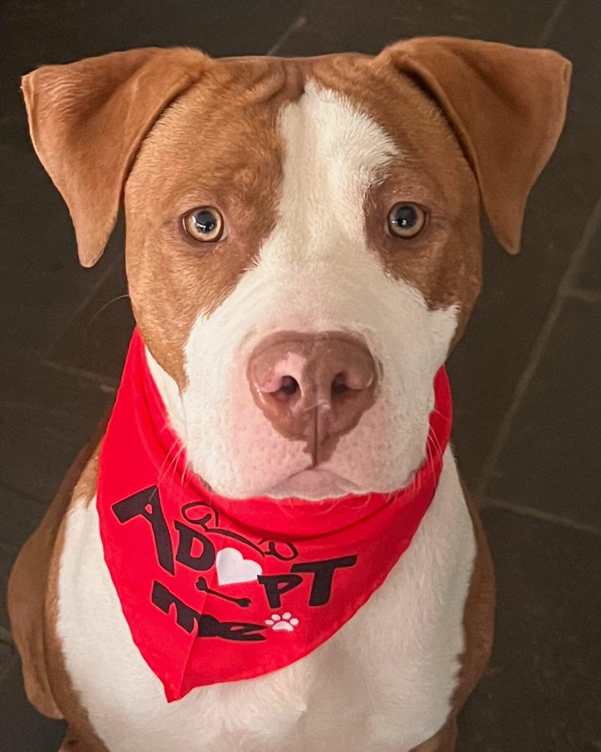 Tyson, Adopted, Young Male Staffordshire Bull Terrier.