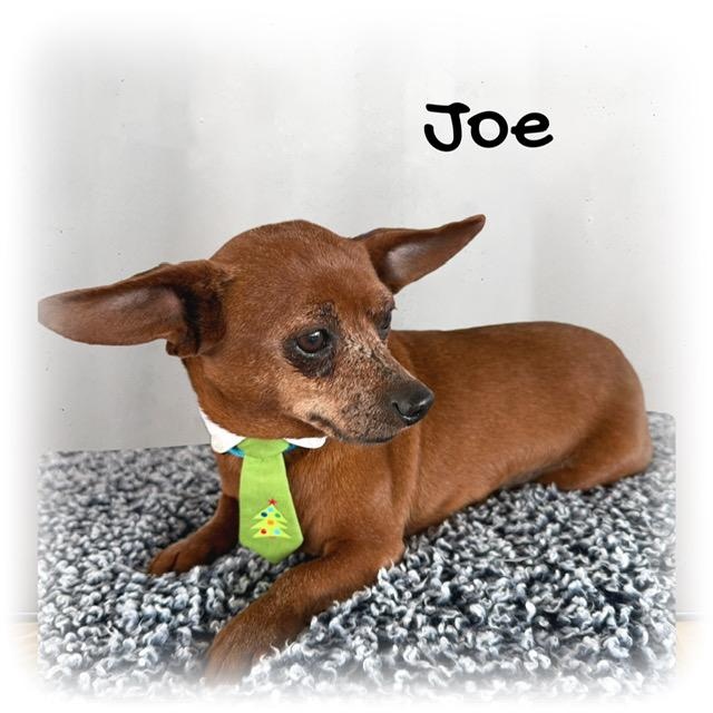 Joe, a ADOPTABLE Chiweenie in Tulsa, OK image 2/4
