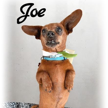 Joe, a ADOPTABLE Chiweenie in Tulsa, OK image 4/4