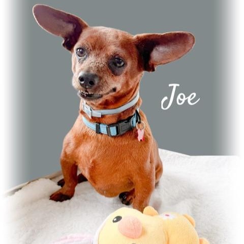 Joe, a ADOPTABLE Chiweenie in Tulsa, OK image 3/4