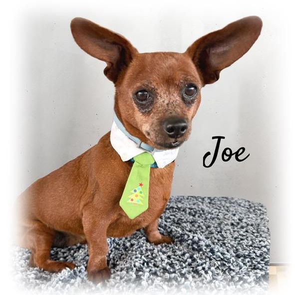 Joe, ADOPTABLE, Senior Male Chiweenie.