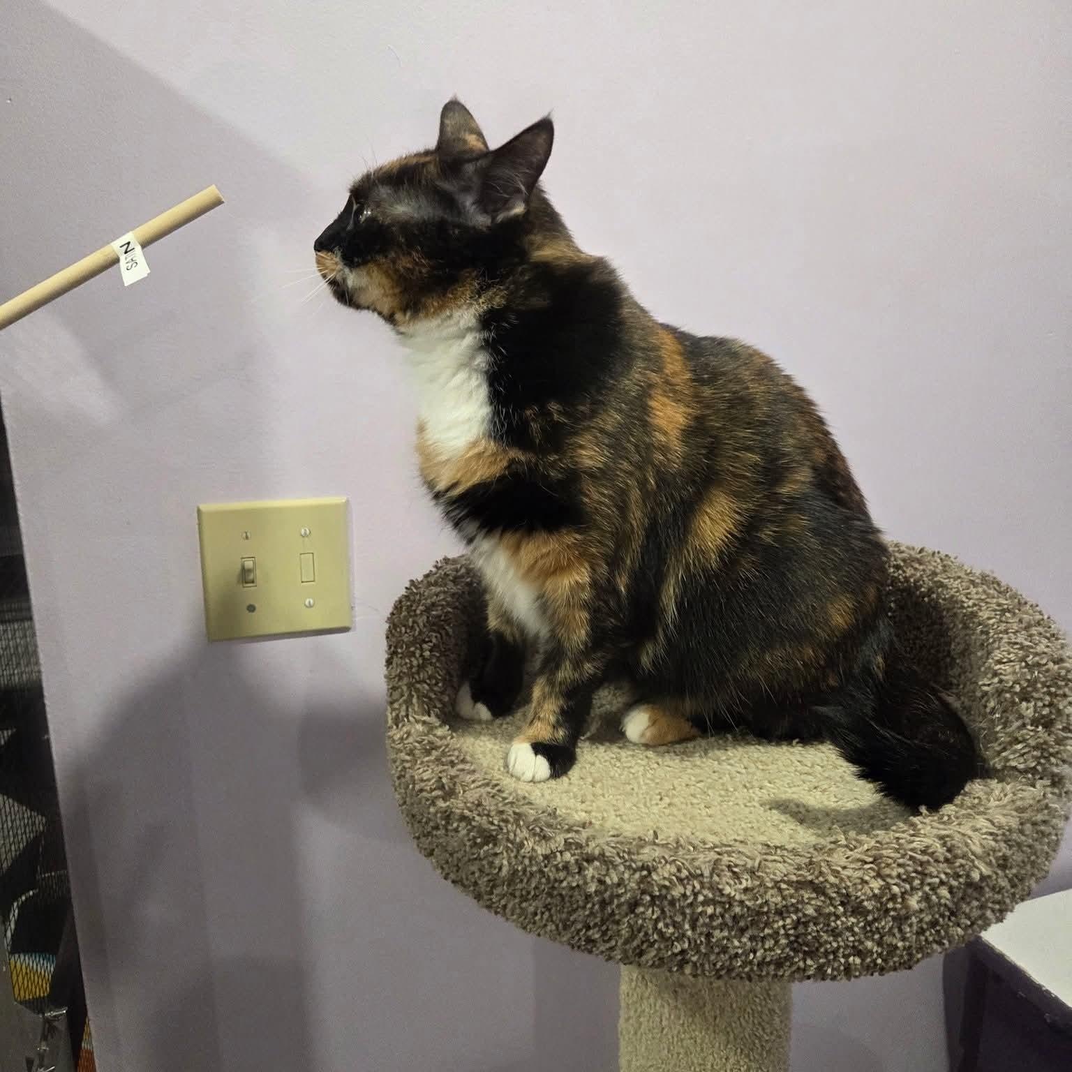 Genevieve, a Adoptable mixed breed in South Park, PA image 3/5