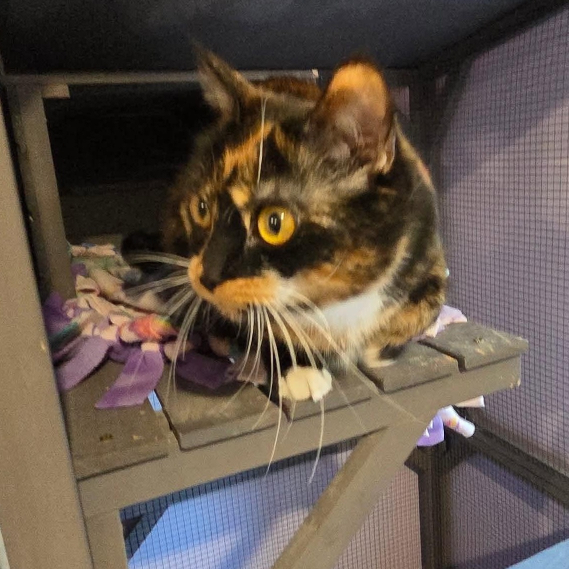 Genevieve, a Adoptable mixed breed in South Park, PA image 4/5